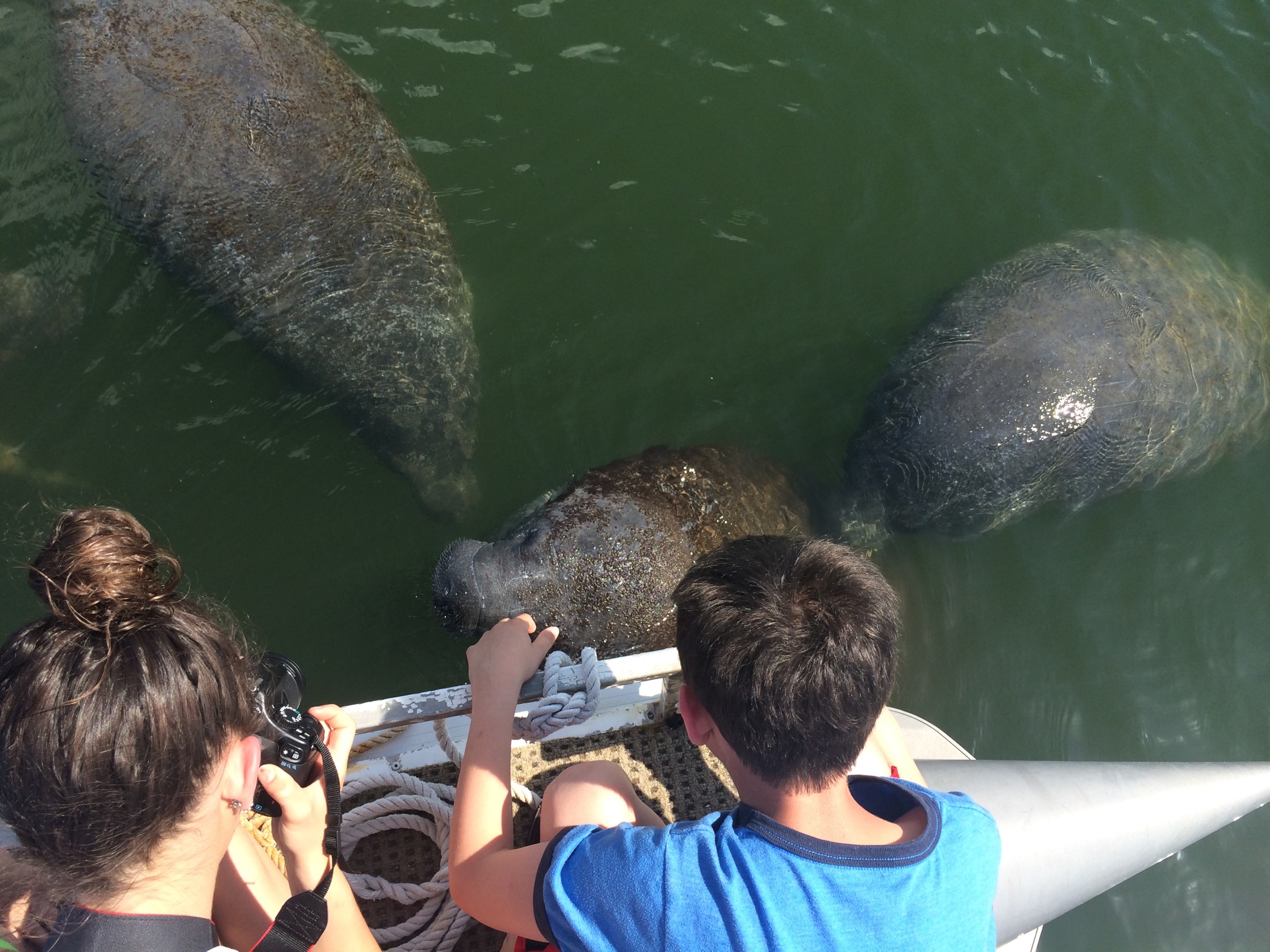 Manatees bring you one on one with Wildlife